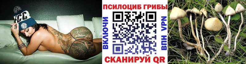 как найти закладки  Майкоп  Галлюциногенные грибы Psilocybine cubensis 