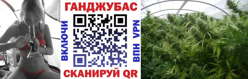 Канабис гибрид  Майкоп 